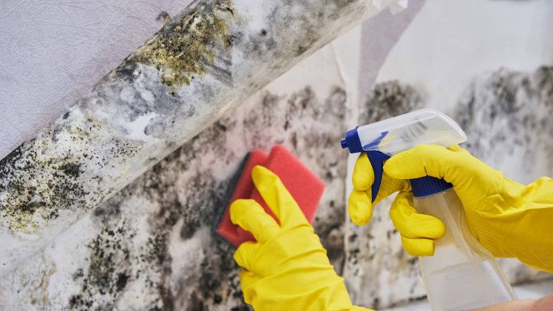 Mold Remediation Service in Fort Lauderdale, FL