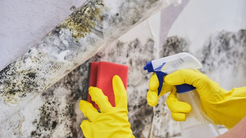 Attic Mold Removal in Jupiter, FL